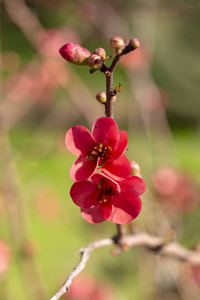 春花系列，红花在枝上开花.