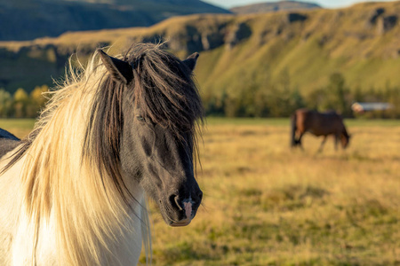s thoroughbred horses graze on pasture