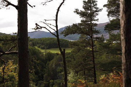 苏格兰绿秋林茂密高大的树木。 早上步行穿过公园，享受新鲜空气和户外自然。 高跟鞋很远。