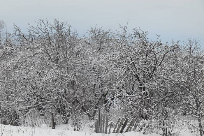 雪中的苹果园冬天树上的苹果苹果树树枝上的雪摇摇晃晃的木栅栏雪中的