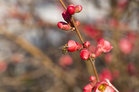 春花系列红花在枝上开花.