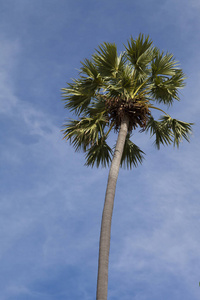 棕榈树和天空不仅美丽，而且温暖