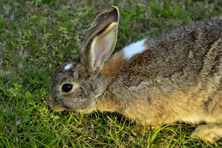 夏天草地上的小兔子