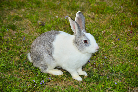 夏天草地上的小兔子