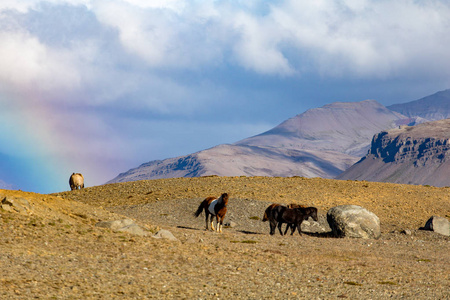 s thoroughbred horses graze on pasture