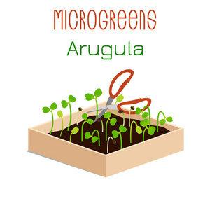 微透镜。 在有土壤的盒子里生长微绿色。 用剪刀剪收成。 维生素补充素食物