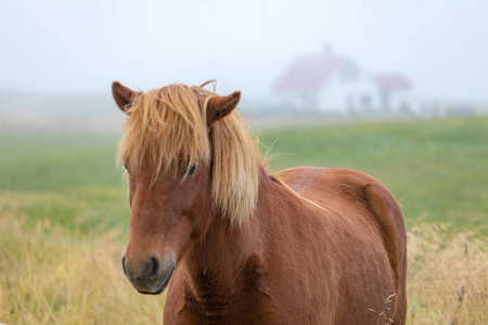 s thoroughbred horses graze on pasture