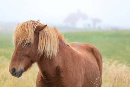 s thoroughbred horses graze on pasture