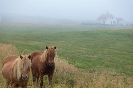 s thoroughbred horses graze on pasture