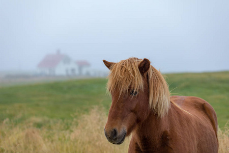 s thoroughbred horses graze on pasture