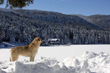 GolcukBolu火鸡冬季雪景和狗