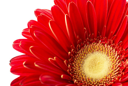 鲜艳的鲜红色的格伯拉雏菊花在白色背景下盛开