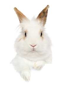 一只小兔子在横幅上方的肖像，孤立在白色背景上。 动物宝宝主题