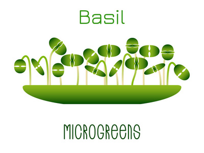 微透镜罗勒。 在碗里发芽。 发芽植物的种子。 维生素补充素食物