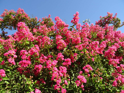 蓝天背景下的粉红花丛