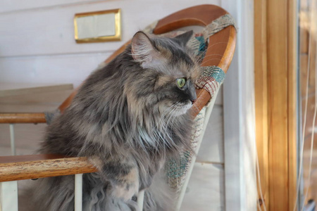 美丽的毛茸茸的灰猫，绿眼睛坐在椅子上，粘在上面