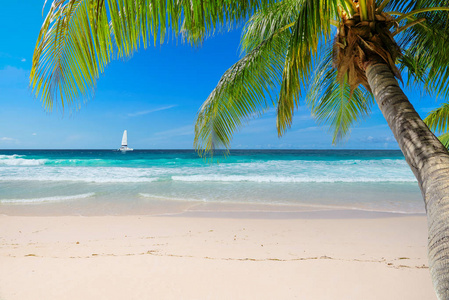 天堂沙滩与棕榈和一艘帆船在绿松石的牙买加天堂岛。