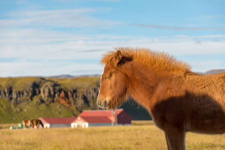 s thoroughbred horses graze on pasture