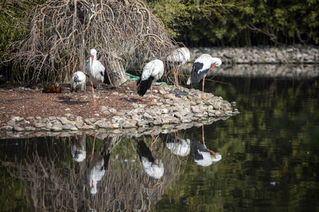 自然生命公园动物园伊兹密尔火鸡鹳鸟动物