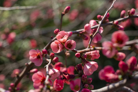 春花系列红花在枝上开花.