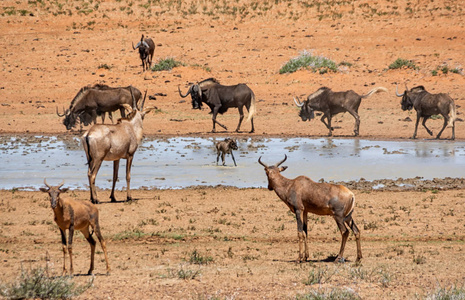 聚集在南部非洲热带稀树草原繁忙的浇水洞里的动物