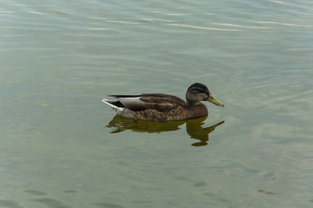 野鸭在水中游泳