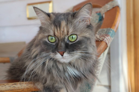 美丽的毛茸茸的灰猫，绿眼睛，坐在椅子上，坐在椅子上。