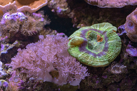 水族馆生长期间的硬珊瑚宏