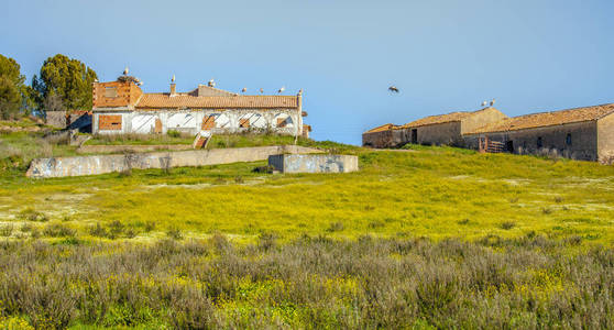 许多鹳在屋顶上的景观，冬天的住所在阳光明媚的阿伦特乔葡萄牙