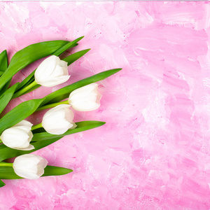 精致的白色郁金香在粉红色的背景。明信片