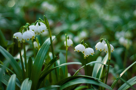 春天,白色的新鲜雪珠在森林里绽放.细嫩的春花雪滴预示着春天的到来.