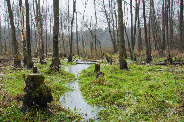一片长满青草和树木的沼泽森林