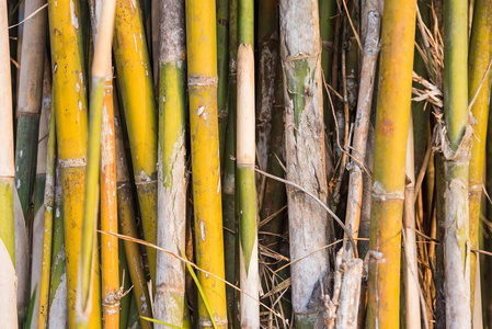 竹包装包装紧密的黄绿色竹干照片
