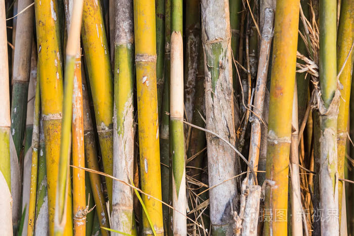 包装紧密的黄绿色竹干
