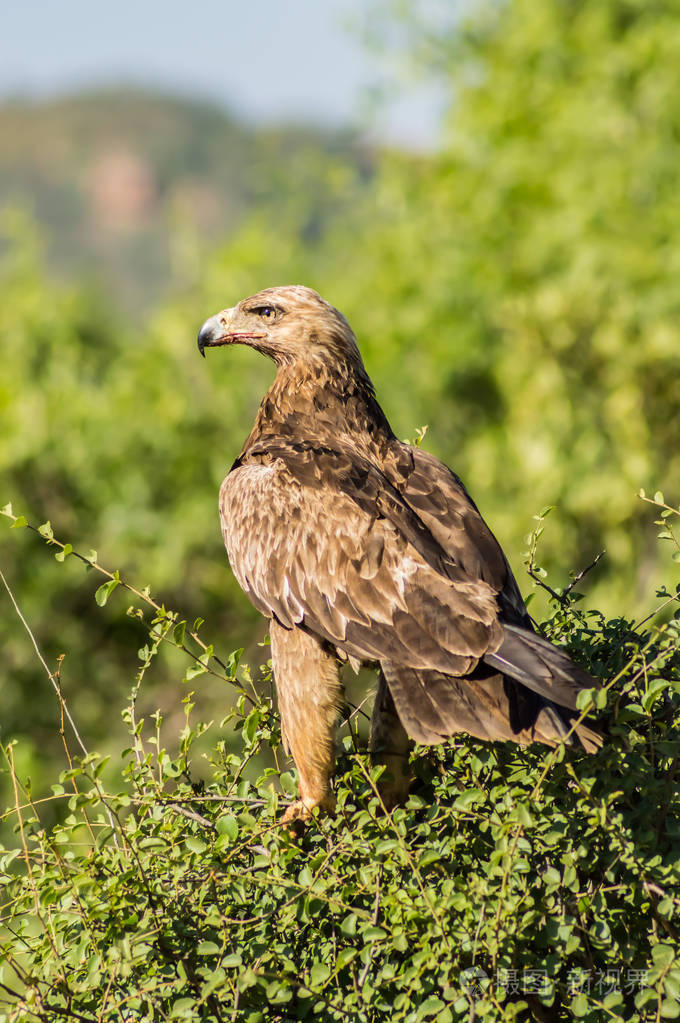 肯尼亚中部桑布鲁公园一棵树上的乌鸦鹰,嘴上有血