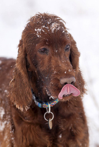 可爱的白雪皑皑的爱尔兰牧羊犬舔着他的嘴