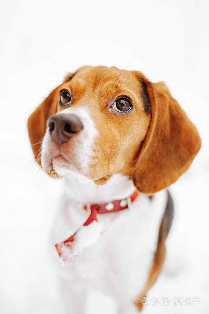 冬天坐在雪地上的可爱的小猎狗的肖像