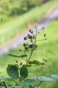 黑莓浆果生长在瑞士卢塞恩的赫希公园的灌木丛中