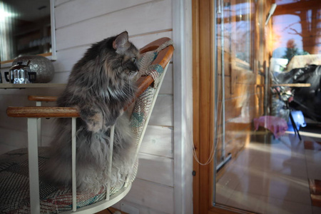 美丽的毛茸茸的灰猫，绿眼睛，坐在椅子上，坐在椅子上。