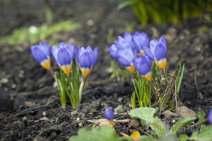 观赏神奇盛开的春花，藏红花在野生动物中生长。 紫色番红花从外面的地球上生长。 新鲜美丽的紫色番红花。 春天开花的蓝色番红花。