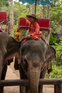 马豪特坐在大象和红色的豪达
