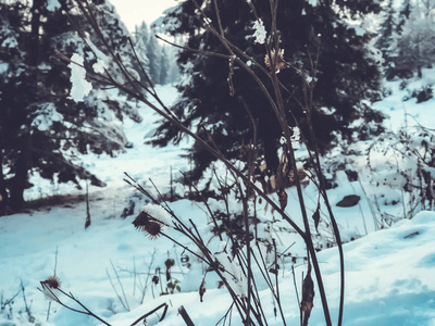 一棵树的片状, 雪中的叶子。城市街道上的雪。巴库里亚尼冬季的开始