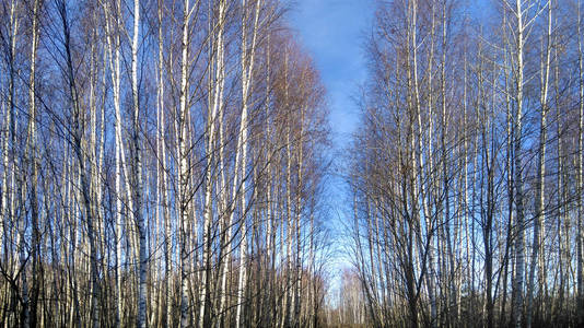 在深秋的田野里，一群年轻的桦树在蓝天的映衬下。