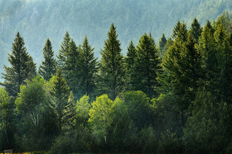 森林暴雨,滴落和树木茂盛照片