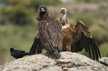 秃鹫AegypiusMonachus和GriffonVultureFulvus普通乌鸦CorvusCorax站在岩石上