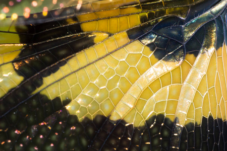 蜻蜓翅膀纹理图案,橙色和黑色动物翅膀纹理,自然界中的大型昆虫照片