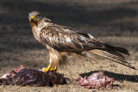 赤鸢，米尔维斯米尔弗斯，在地上吃腐肉