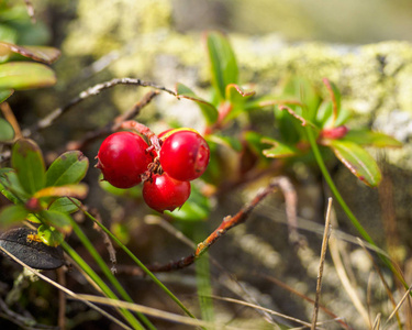 牛莓Vacciniumvitisidaea，Lingonberry，Partridgeberry。森林中新鲜的野生有机林莓