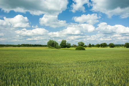绿色的麦田，地平线上的森林和天空中的白云