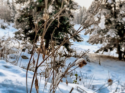 一棵树的片状, 雪中的叶子。城市街道上的雪。巴库里亚尼冬季的开始